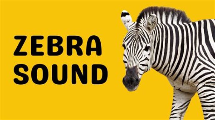 The Fascinating World of Zebra Sounds: What Are They Called and Why Do Zebras Make Them?